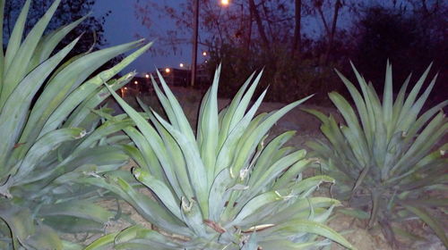 Close-up of cactus plant against sky