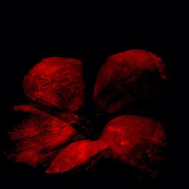 studio shot, black background, red, close-up, natural pattern, night, copy space, beauty in nature, single object, nature, no people, fragility, petal, freshness, backgrounds, pattern, textured, dark, flower, still life