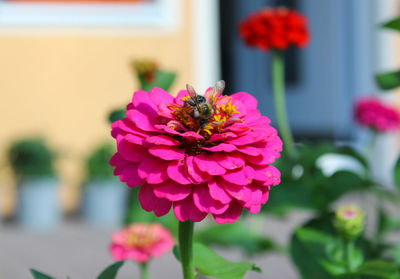 Close-up of pink flower