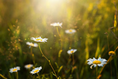 Field of daisies flowers in the grass in the sun. spring time, summertime, ecology, rural natural 