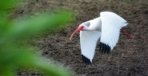 Close-up of white bird flying over grass