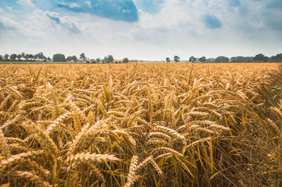 Scenic view of wheat field against sky