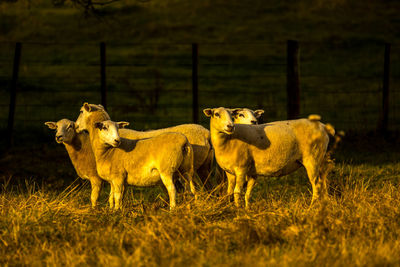 Horses in a field