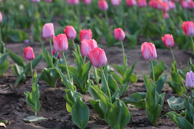 Close-up of pink tulip flowers on field