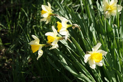 Close-up of yellow crocus blooming outdoors