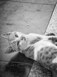 High angle view of cat lying on footpath