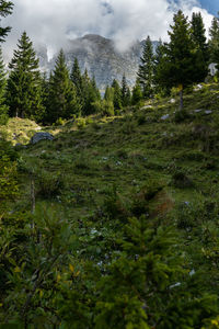 Scenic view of forest