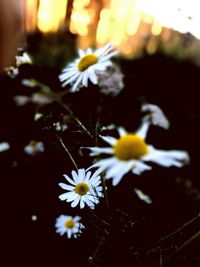 Close-up of flowers