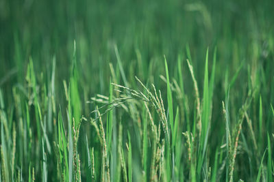 Close-up of wheat growing on field