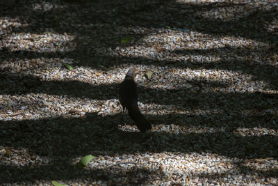 Female great-tailed grackle bird quiscalus mexicanus foraging for food on the ground