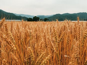 Scenic view of wheat field against sky