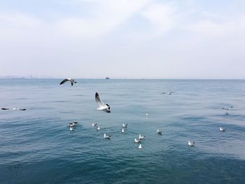 Seagulls over sea