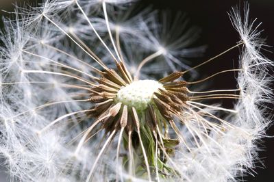 Close-up of wilted dandelion