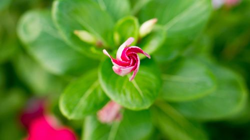 Close-up of pink flowers