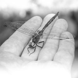 Close-up of hand holding insect
