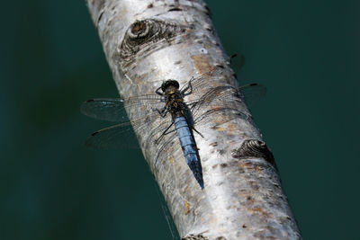 Close-up of dragonfly on tree trunk