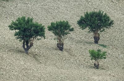 Cactus growing on sand