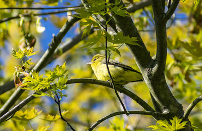 Female bird perching on a tree