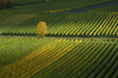 View of vineyard