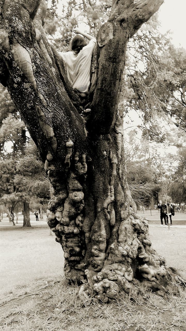 tree, tree trunk, nature, branch, tranquility, growth, day, sunlight, outdoors, beauty in nature, leisure activity, person, lifestyles, shadow, tranquil scene, landscape, field, rock - object