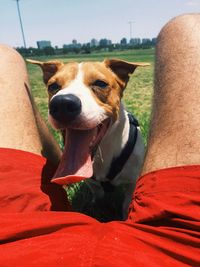 Close-up of dog sticking out tongue