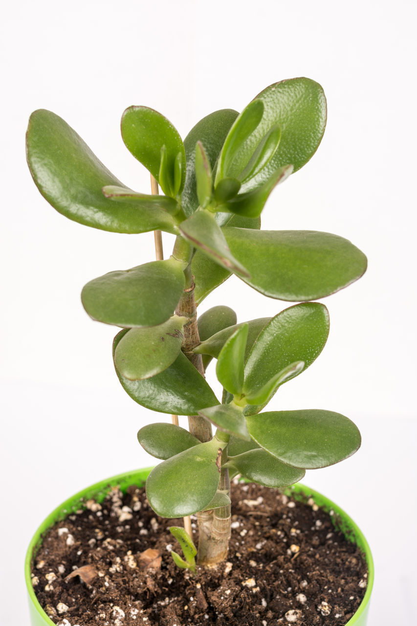 CLOSE-UP OF SMALL POTTED PLANT