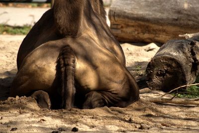 Close-up of horse sitting on sand