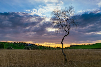 Bare tree on field against sky during sunset