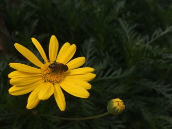 Close-up of bee pollinating yellow flower