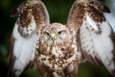 Close-up of eagle