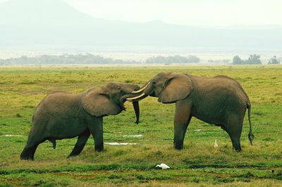 Elephants fighting on grass field