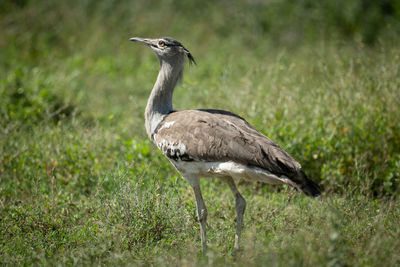 Kori bustard perching on field