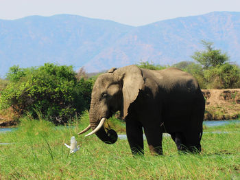 Elephant standing on field against mountain