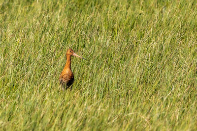 A bird, hiding in the grass, but a little curios when i passed by.