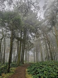 Pine trees in forest