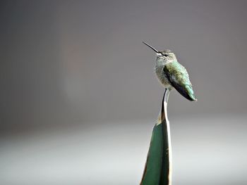 Close-up of hummingbird perching