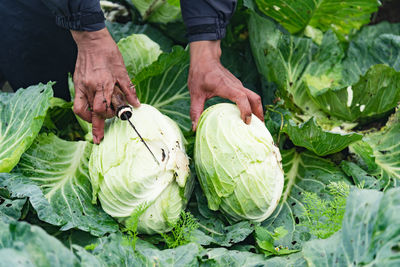 A farmer's hand holding a freshly harvested cabbage