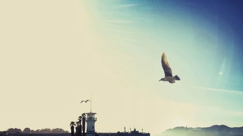 Low angle view of birds flying over white background