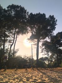 Trees on landscape against sky