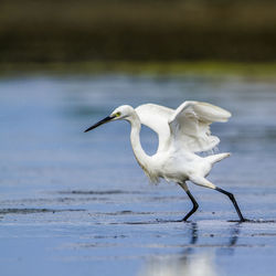 Side view of a bird in water