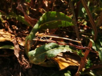 Close-up of insect on plant