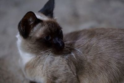 Close-up of cat