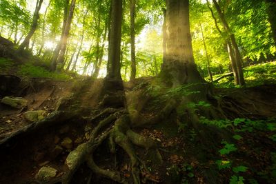 Trees in forest