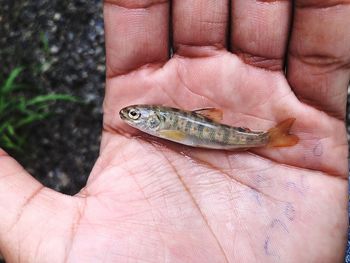 Close-up of person holding fish