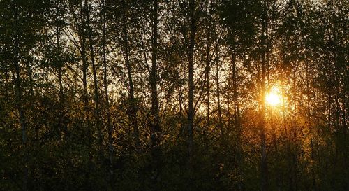 Sunlight streaming through trees in forest during sunset