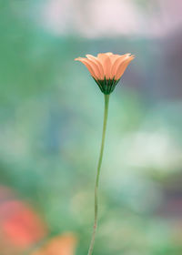 Close-up of beautiful daisy flower