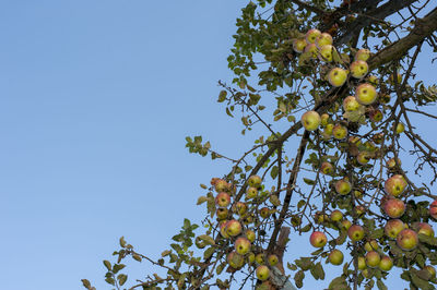 Low angle view of fruits growing on tree against clear sky
