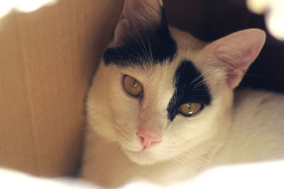 Close-up portrait of cat