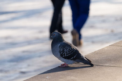 Close-up of pigeons perching on retaining wall