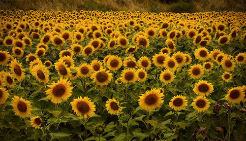 Scenic view of sunflower field